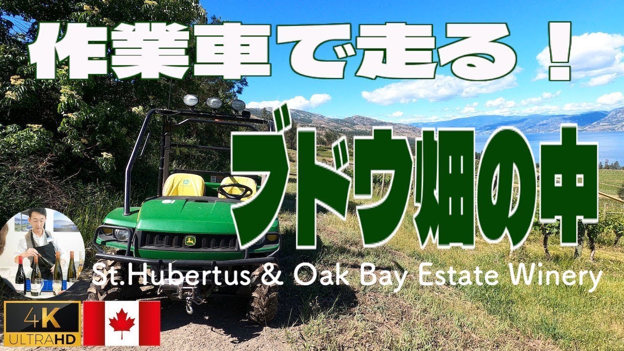 作業車を運転して
ブドウ畑の中へ