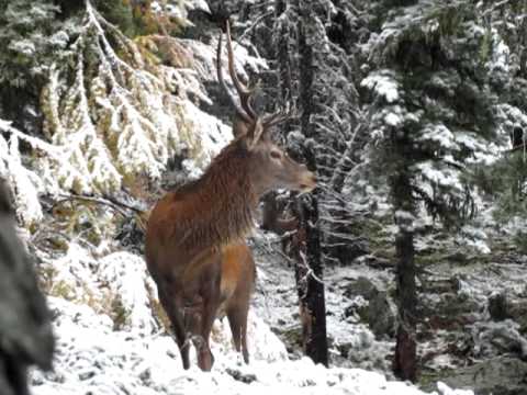 Hirschbrunft hautnah....