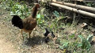 preview picture of video 'Chickens, Mai chau, Vietnam'
