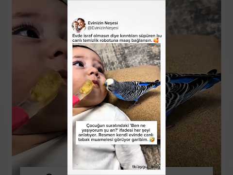 Sen yemezsen kuşlar yer sözünün kanıtı olan bu anı nasıl buldunuz? #muhabbetkuşu #bebekmaması #short