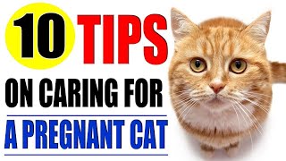 How to Care for a Pregnant Cat
