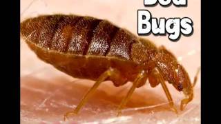 Bed Bugs on Campus | Do you have bed bugs in your dorm room?