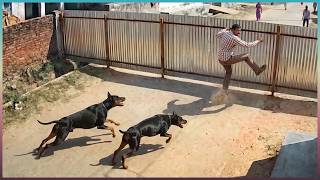 People Who Messed With the Wrong Guard Dogs