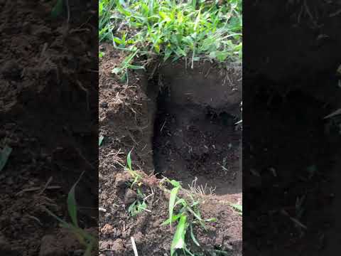 Ormigas  grandes.  Finca.   Palocabildo Tolima