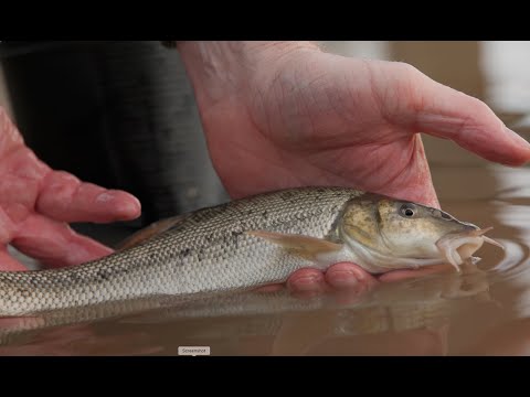 River Severn Barbel Stocking December 2024 at Pixham Ferry.