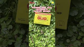 Download lagu REKOMENDASI PESTISIDA BIOLOGI #pestisidabiologi #glionasa #glio #agenshayati mp3