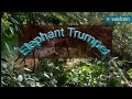 Elephant Trumpet 2017