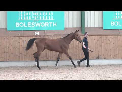 Bolesworth A-List Auction 2023 - Lot 12 : Seraphina EC