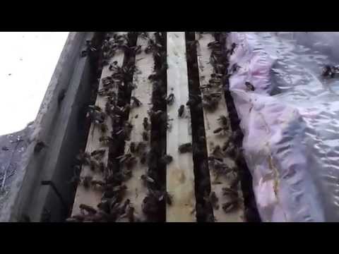 Should we widen the nest or narrow it? Spring beehive development depending on the weather and fo...