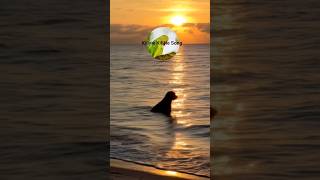 Download lagu Kiliyie Kiliyie Song #afrobeat #remix #music #entertainment #beats #ytshorts #shorts #virashorts mp3 Download lagu Kiliyie Kiliyie Song #afrobeat #remix #music #entertainment #beats #ytshorts #shorts #virashorts mp3