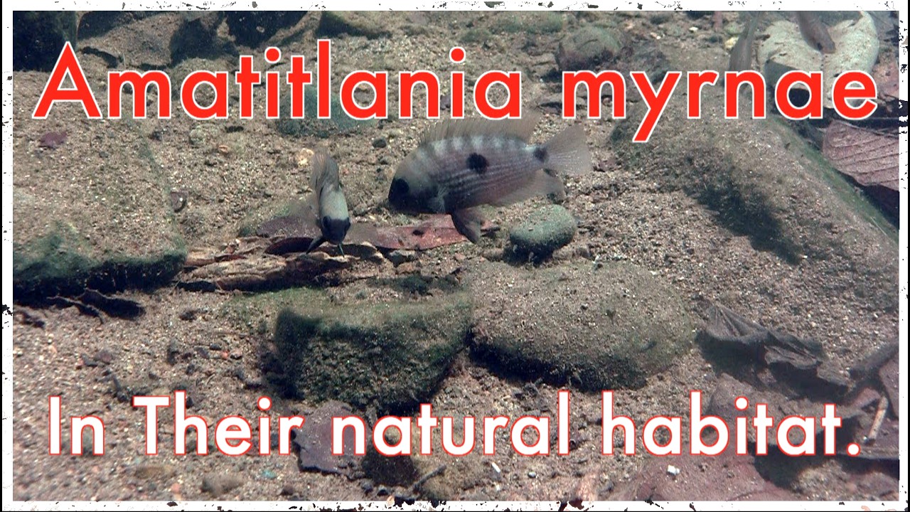 Amatitlania myrnae