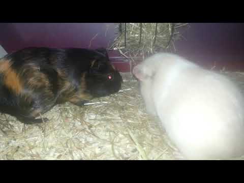 Tengerimalacok 2-rész