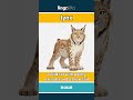 lynx - a wild cat with pointy ear... video thumbnail