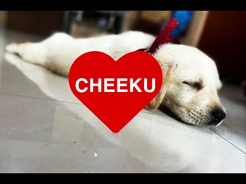 Should I get a dog? Watch this video first if you are planning to bring a pet home 😊