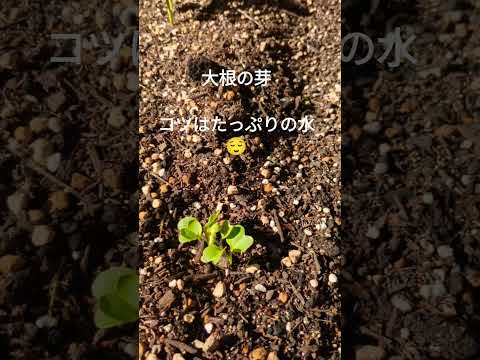  2023年春の月に合わせて大根の種まきはいつ？成功するにはどうすればよいでしょうか?完全なガイド  庭園