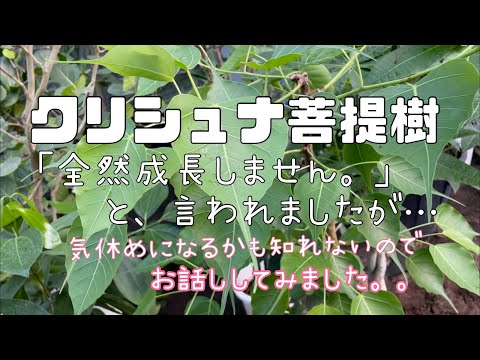 インドの花のチューブ 植物