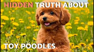 5 Shocking FACTS about TOY POODLE most owners don’t KNOW 🐩😳