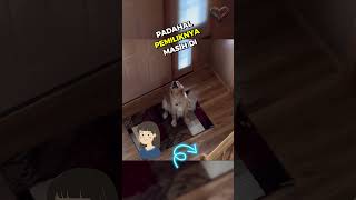 Download lagu Anjing Nangis Kejer Dikira Ditinggal, Ternyata Pemiliknya Masih di Rumah😭💔 mp3 Download lagu Anjing Nangis Kejer Dikira Ditinggal, Ternyata Pemiliknya Masih di Rumah😭💔 mp3