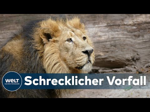 TRAGISCHER TIERANGRIFF: Ein Löwe hat im Osnabrücker Zoo eine Tierpflegerin angegriffen