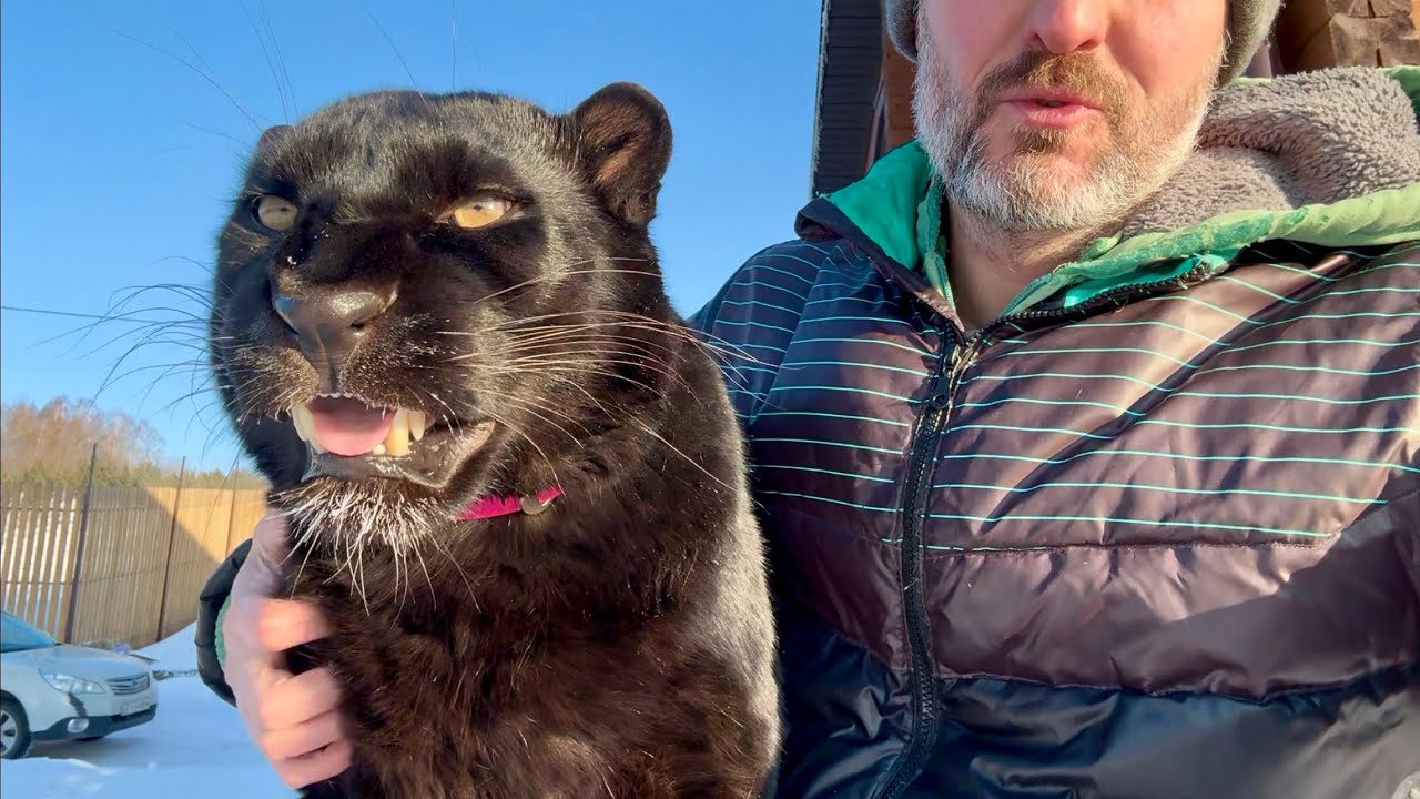 Wild Deer Came Back Twice! Luna & Venza Didn’t Believe It (ENG SUB)