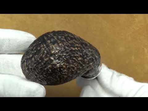 Pipa Peterson Arklow XL90