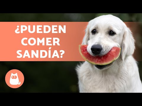 Can Dogs Eat Watermelon? - We Explain!