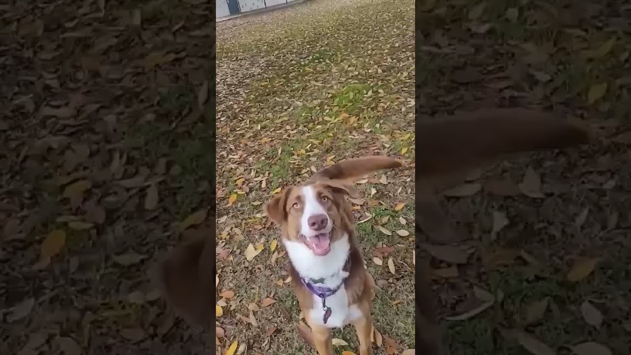 Enlarge Red, a Adoptable mixed breed in Merced, CA video 6/6