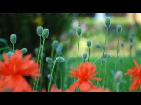 Paradise Soul - Wake Up (Redanka's Not Sleepin' mix)