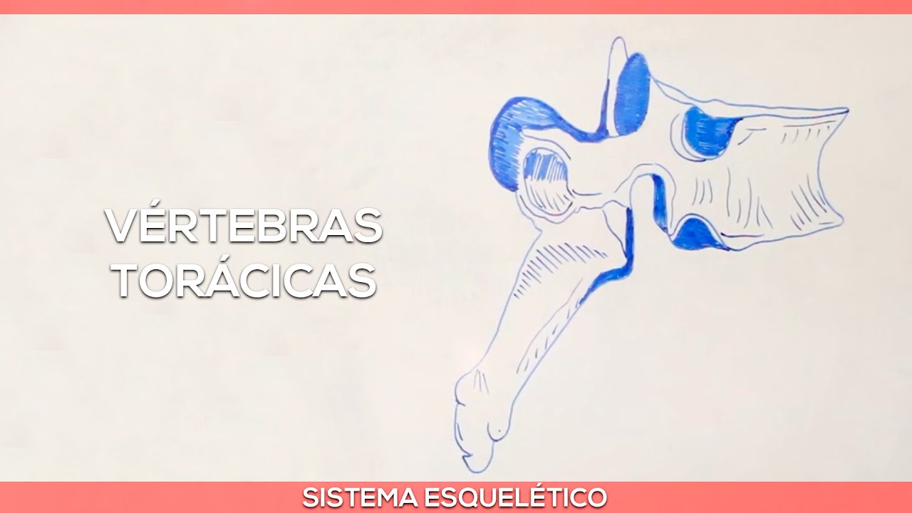 Sistema esquelético: Vértebras torácicas