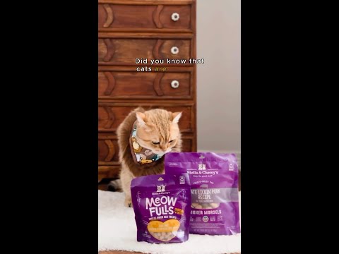 Real Raw Nutrition For Cats
