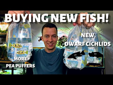 BUYING MORE PEA PUFFERS + NEW FISH FOR THE AMAZON BIG SHALLOW