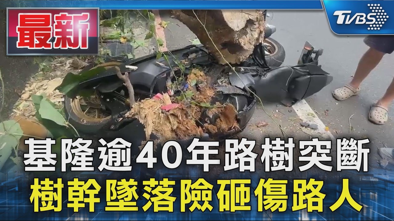 基隆逾40年路樹突斷 樹幹墜落險砸傷路人｜TVBS新聞 @TVBSNEWS01
