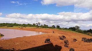 preview picture of video 'TimeLapse - Africa Aberdare National Park'