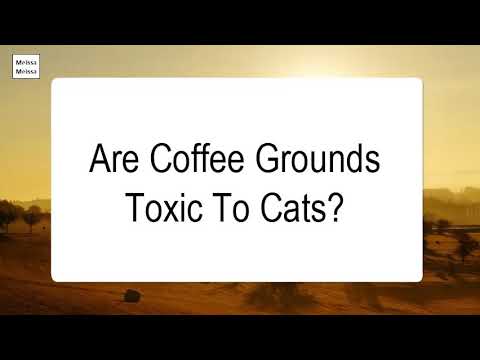 Are Coffee Grounds Toxic To Cats