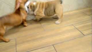 preview picture of video 'Puppies 'Fatty McGoo' and 'Poppins' have an epic play battle'