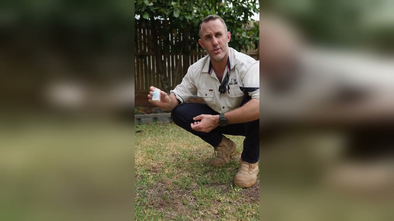 Nutgrass Identifying Treatment: Part 1