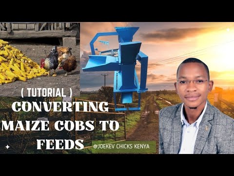 Converting Maize Cobs to Animal Feeds