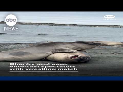 Chunky seal pups entertain spectators with wrestling match