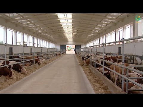 BUJKU - Ferma në Mamushë, për 400 viça për mish, me standarte evropiane, me 400 mijë euro investime