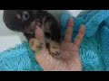 Chihuahua dogs for sale: Tcup Twix LC Chihuahua Male  - Video 1