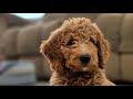 Goldendoodle dogs for sale: Medium Pumkin - Video 1