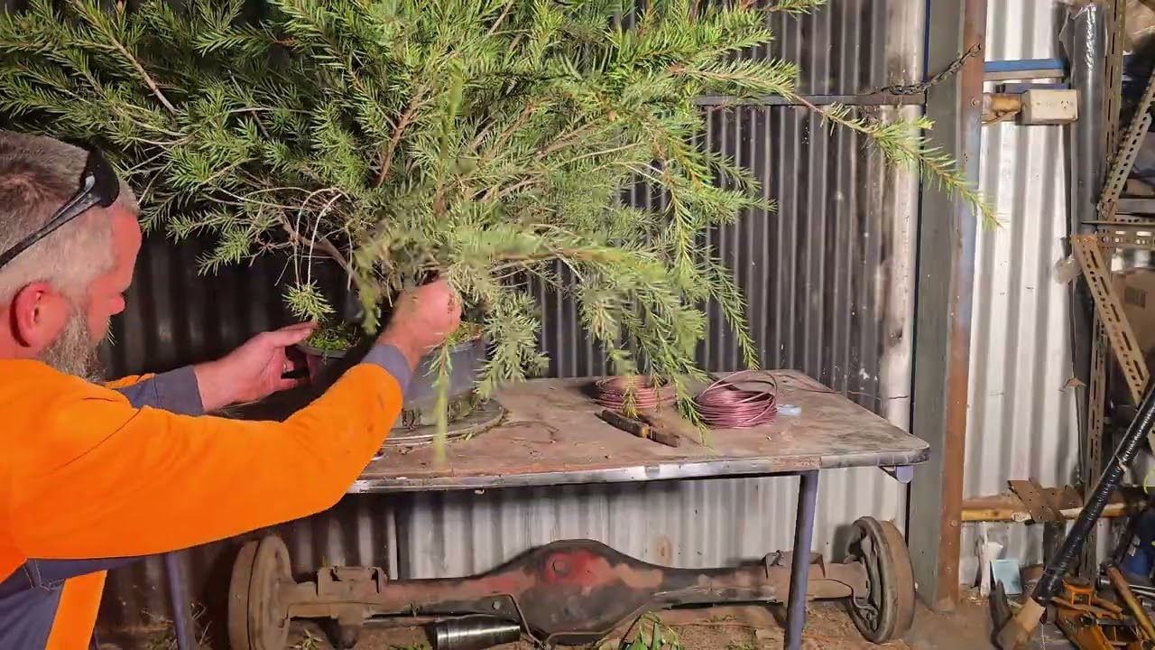 Creating good bonsai structure part 2