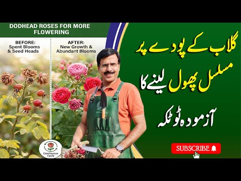 Get Continuous Flowers on Rose Plants | Importance of Deadheading | Gardening With Javed Iqbal