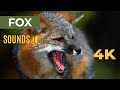 What Does A Fox Sound Like At Night Creepy Screams In The Dark 4K