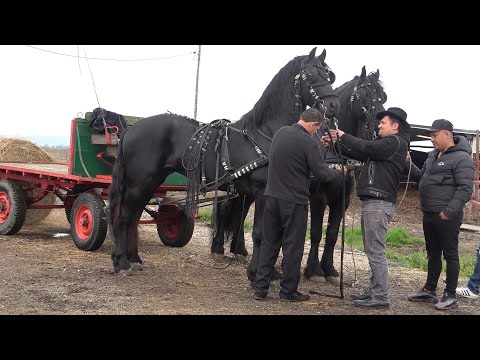 Caii lui Ionut de la Sacadat, Bihor - 2021 Nou!!!