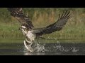 An Osprey Fishing In Spectacular Super Slow Motion Highlands Scotland S Wild Heart