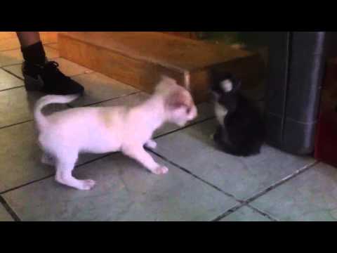 Mi bb moxo tan bb y se defiende de su hermano la rata