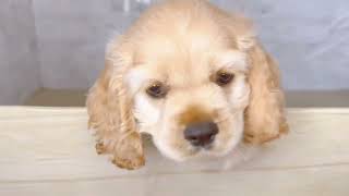 アメリカンコッカースパニエルの動画01