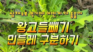 왕고들빼기 민들레 쌈채소로 먹기 좋은것은 확실하게 구분하기