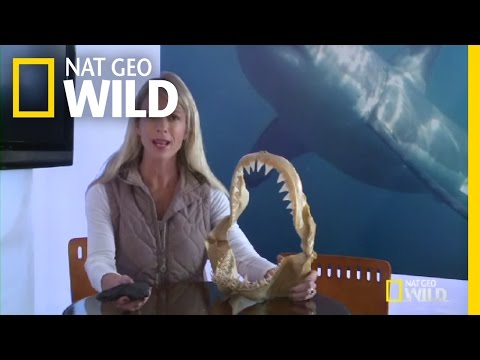 Q&A: Megalodon Sharks | Shark Attack Experiment Live!